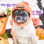セリアのハロウィングッズ!可愛い!仮装で楽しくコスプレ活用術